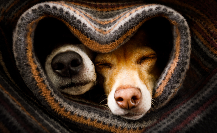 Two dogs wrapped in a blanket with their noses sticking out