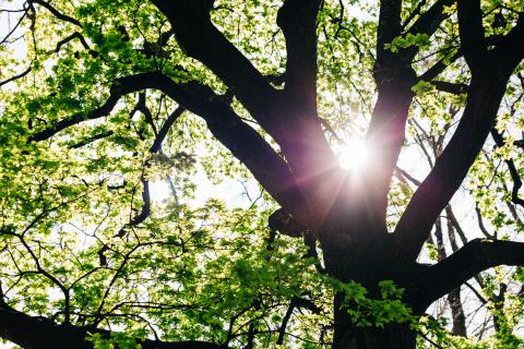 Battery Point Park Ancient Tree with Sun behind it