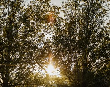 Sunrise greenery trees